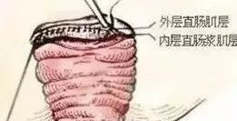 脱肛